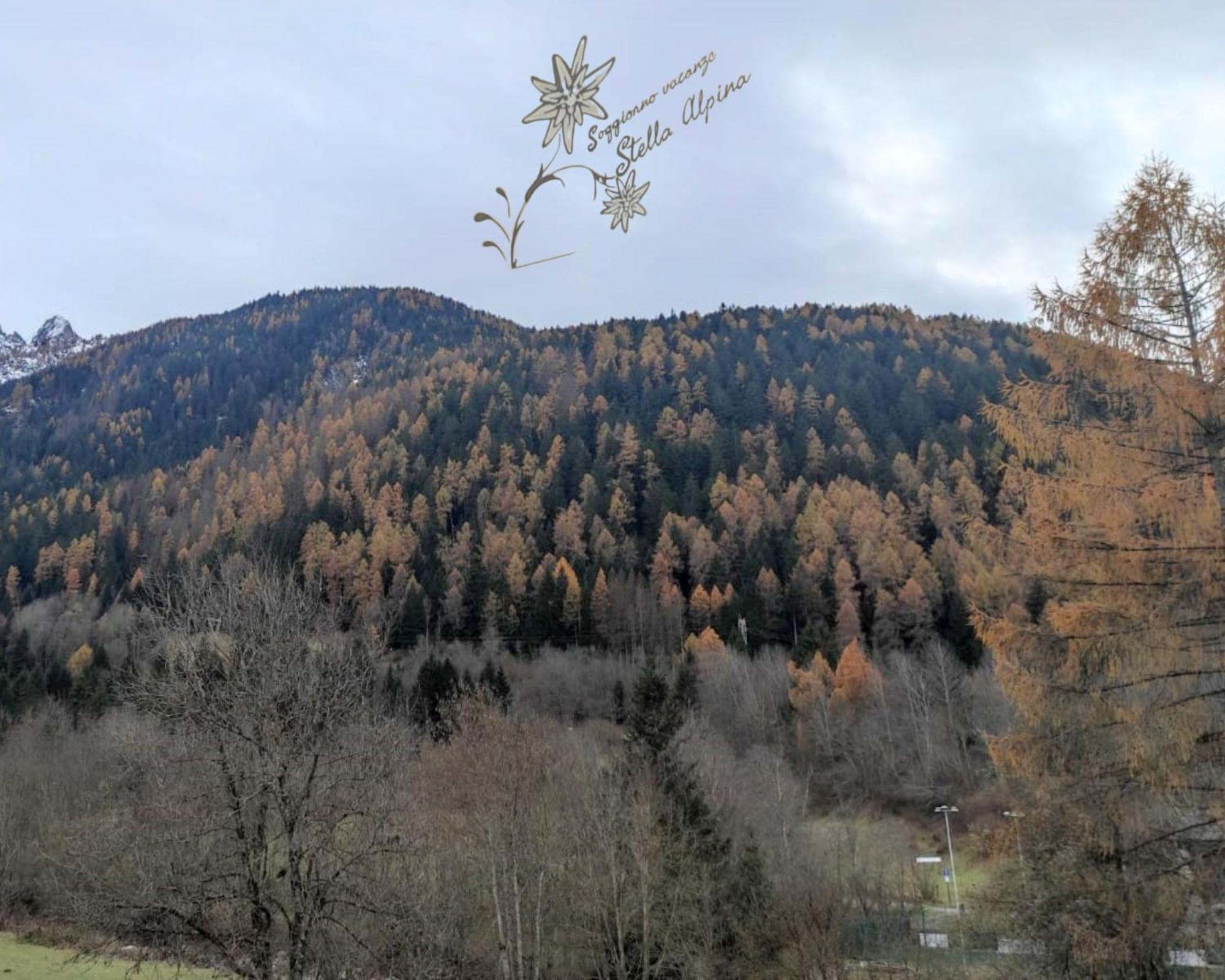 Soggiorno Vacanze Stella Alpina Temù Exterior foto